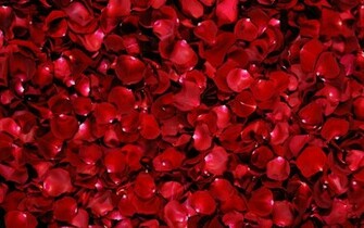 Rose Wallpaper Red Flowers HD Pictures One