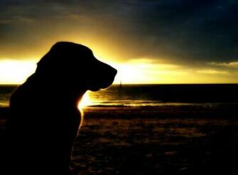 Silueta De Perro Wallpaper
