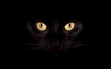 Black Cat Desktop Background Wallpaper