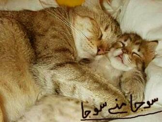 Funny Screensavers Cats Wallpaper