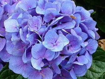 Flores Lilas