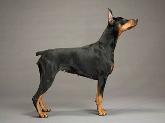 Doberman Pinscher Background Wallpaper Image