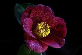 Maroon Flower Wallpaper