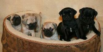 Cute Pug Wallpaper Pugs Dogs Picture Funny