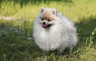 Wallpaper Grass Look Dog Puppy Fluffy Spitz