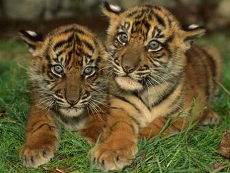 Cute Baby Animals Desktop Background
