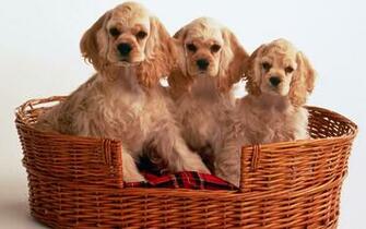 Wallpaper Cocker Spaniel Pictures