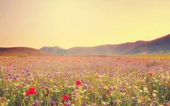 Wildflower Wallpaper Best