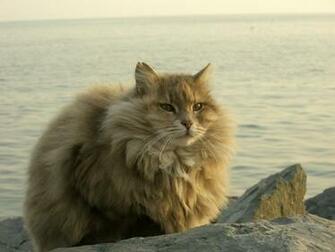 Fluffy Cat Best HD Wallpaper