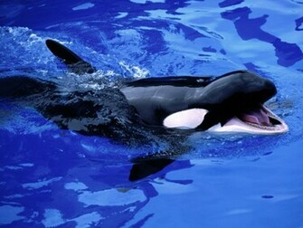 Feed Mel Killer Whale Desktop Pc And Mac Wallpaper