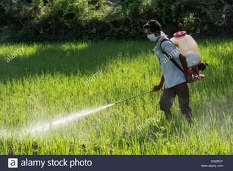 Best People Are Spraying Insecticides On Trees Wallpaper Image