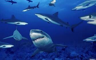 Aquatic Life HD Wallpaper Photogallery