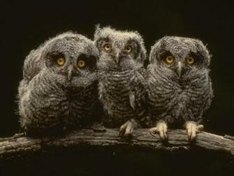 Owl HD Desktop Wallpaper Elsoar