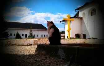 Wallpaper The Sky Cross Pensive Cat Image For Desktop Section