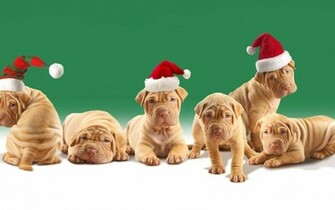 Christmas Puppy Wallpaper