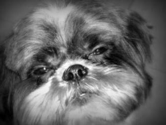 Shih Tzu Wallpaper Jpg