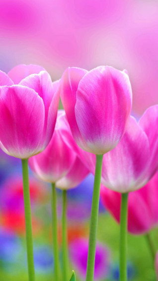 Full HD Flowers Wallpaper