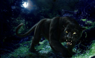 Black Panther HD Wallpaper Wild Animal