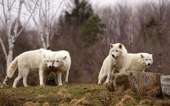 Wolves Wolf