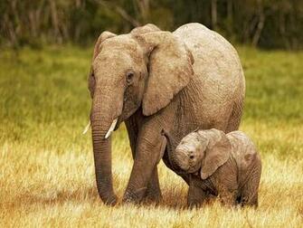 Elephant Baby HD Background Jpg