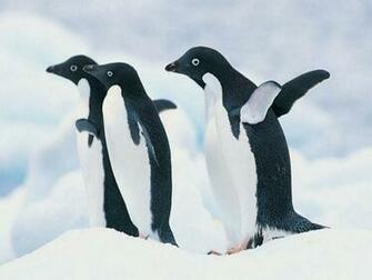Cute Penguin Background