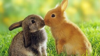 Kissing Bunnies HD Wallpaper FullHDwpp Full