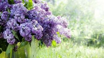 Lilac Purple Flowers HD Photos Wallpaper