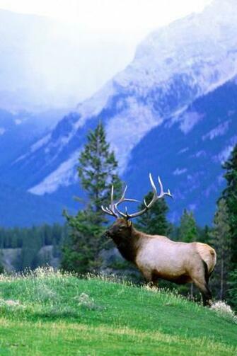 Animals Trophy Bull Elk iPad iPhone HD Wallpaper