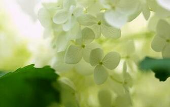 White Hydrangea Wallpaper HD Girls