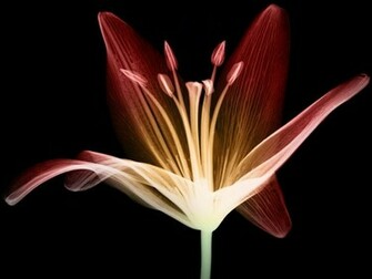 Ray Flower Wallpaper X Pictures