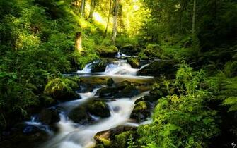 Black Forest In Germany Wallpaper HD