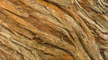 Trees Textures Wallpaper