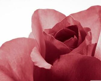 Pure 4k HD Desktop Wallpaper For Ultra Tv Tablet