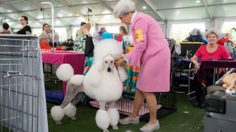 Westminster Dog Show Photos From Behind The Scenes New