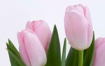 Flowers For Flower Lovers Desktop Beautiful HD Wallpaper