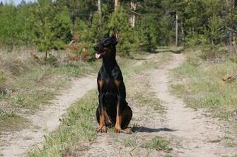 Doberman Pinscher Wallpaper HD