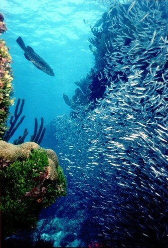 Coral Reef Wallpaper Nature