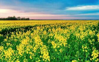 Imagini Cu Flori Din Natura Camp Wallpapere Org