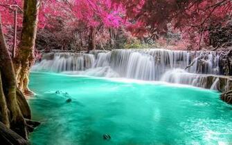 Tropical Wallpaper