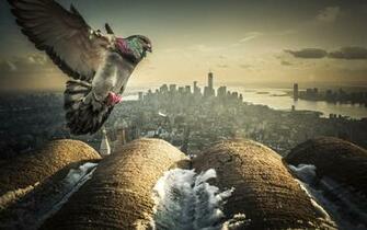 Pigeon Bird New York Buildings Skyscrapers Wallpaper