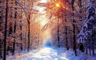 Winter Trees