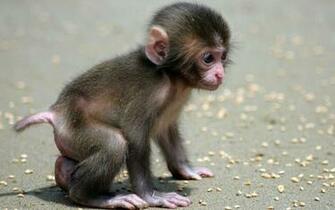Baby Monkey Beautiful HD Wallpaper Dwonload