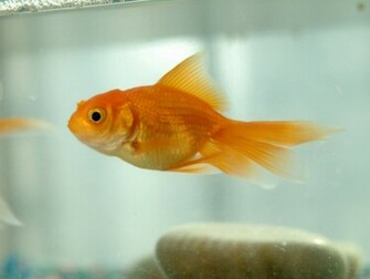 Goldfish High Quality Wallpaper He Gold Fish Nice