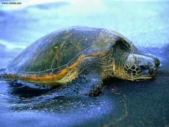Beautiful Wallpaper Turtle HD