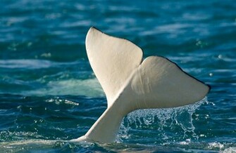 Beluga Whale Wallpaper Weddingdressin