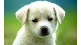 White Dog Wallpaper