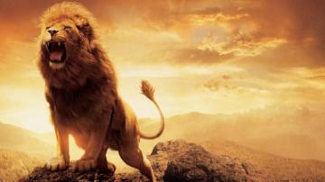 Angry Lion Eyes Wallpaper Image For