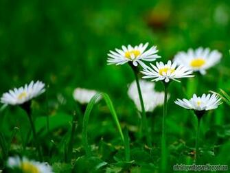 Beautiful Daisy Flower Desktop Wallpaper