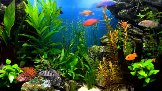 Fish Tank Wallpaper