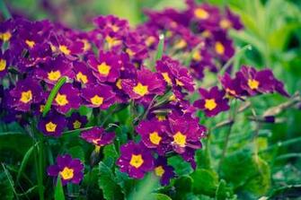 Pictures Image And Wallpaper Flower Meanings Photos